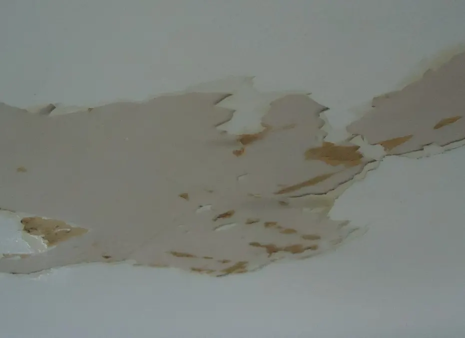 Ceiling drywall with paint peeling from water damage